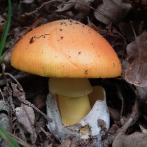 CHAMPIGNONS (5)
