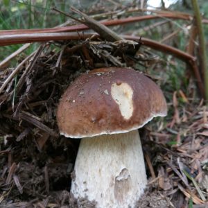 CHAMPIGNONS (7)