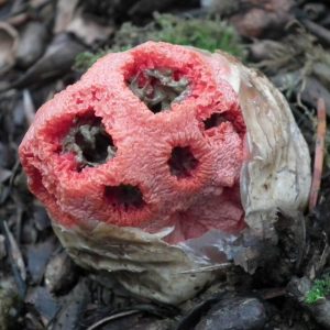 CHAMPIGNONS (8)