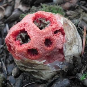 CHAMPIGNONS (8)
