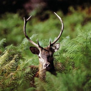 FAUNE (21)