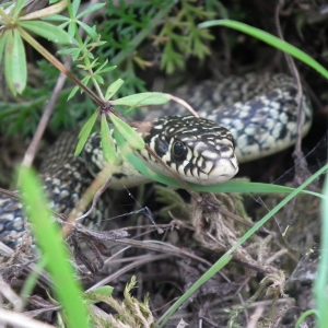 FAUNE (22)