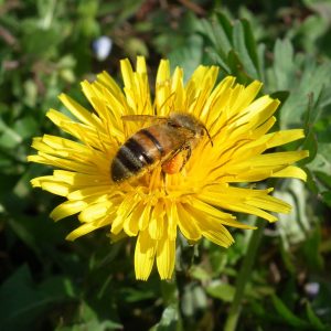 FAUNE (4)