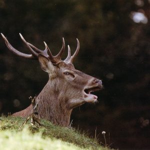 FAUNE-49