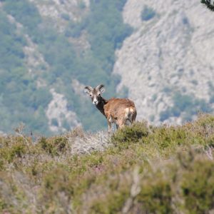 FAUNE-50