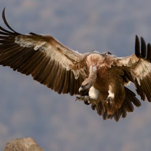 FAUNE-52