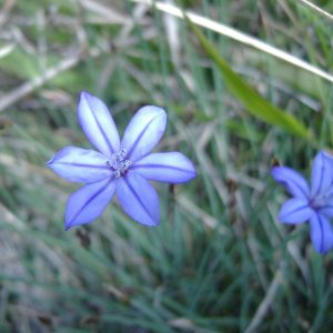 FLORE (14)