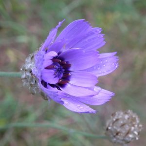 FLORE (17)