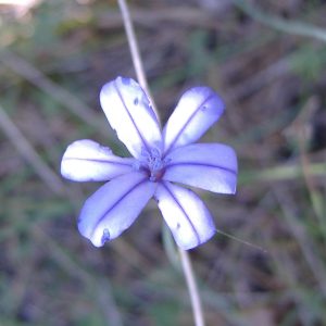 FLORE (19)