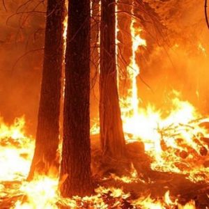 feu en forêt méditerranéenne (3)